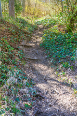 Path in the forest