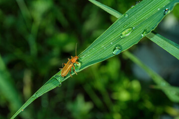 The common soldier beetle (Latin: Cantharis rufa), is a species of soldier beetle (Cantharidae) on a green leaf daylilies. Soft selective focus.