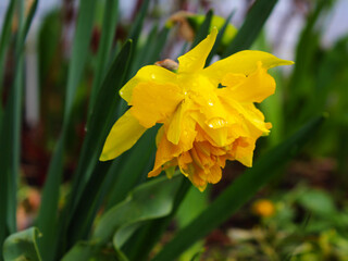 Yellow flower after rain. Narcis blooms and grows on a bush in the garden. Flowers in the park after the rain. Banner.