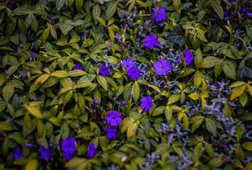 Beautiful blue flowers