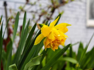 Gardinen Yellow flower after rain. Narcis blooms and grows on a bush in the garden. Flowers in the park after the rain. Banner. © Nelia