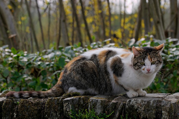 chat tricolore sur un mur