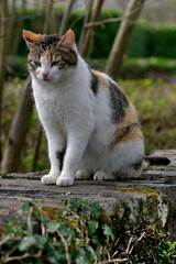 chat assis sur un muret