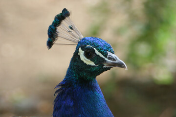 t&ecirc;te de paon bleu