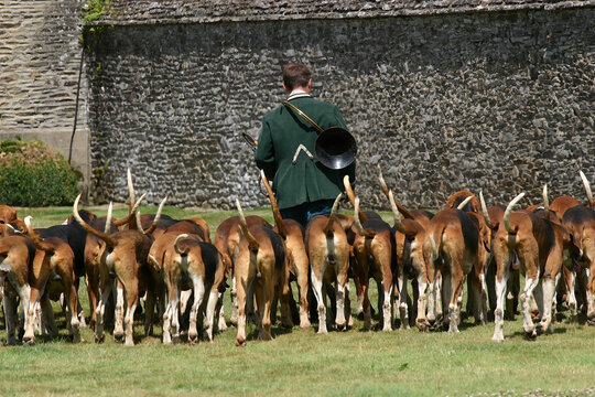 &eacute;quipage de chiens fran&ccedil;ais tricolores