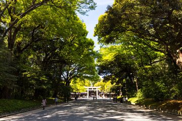(東京都ｰ都市風景)春の明治神宮参道風景３