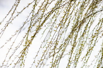 Willow tree with the first leaves as a natural background