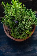 Spicy herbs in a pot