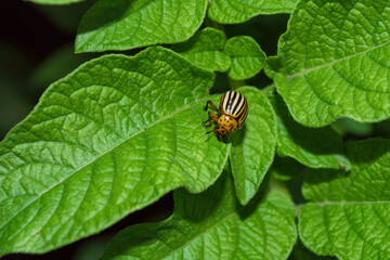 Pests of agricultural plants. Colorado potato beetle (Latin: Leptinotarsa decemlineata) on potato leaves close up. Colorado potato beetle eats potato leaves.