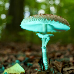 Big green mushroom on brown forest ground, green background. Yellow sheet in the ground.