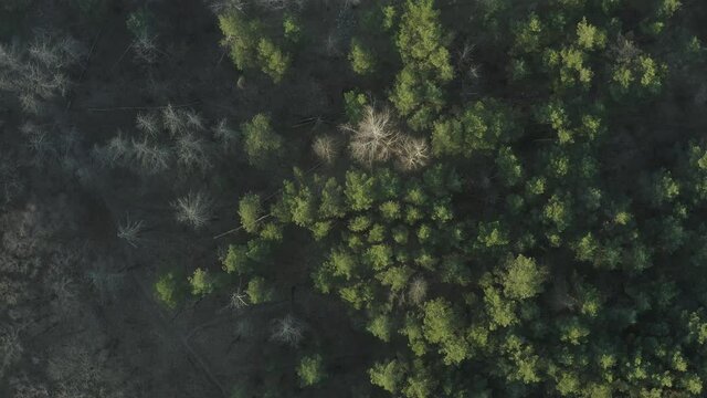 Landscape green pine forest at golden hour. General aerial 4K footage of drones in spring or summer.