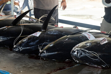 Yellowfin Tuna at market in Palau