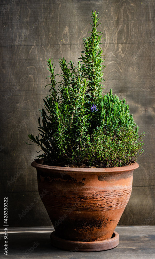 Wall mural spicy herbs in a pot