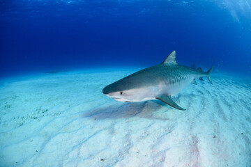 Fototapeta premium タイガーシャーク