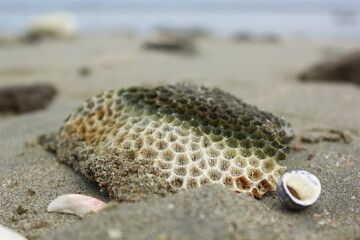 shell on the beach