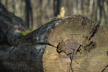 fallen driftwood in the spring forest, tree rings. spring in the forest, sunny weather