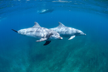 Fototapeta premium イルカ