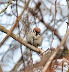 Sparrow bird perched on tree branch. House sparrow female songbird (Passer domesticus) sitting...