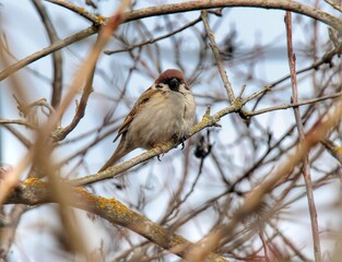 Sparrow bird perched on tree branch. House sparrow female songbird (Passer domesticus) sitting singing on brown wood branch with yellow gold sunshine live background. Sparrow bird wildlife.