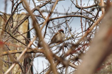 Sparrow bird perched on tree branch. House sparrow female songbird (Passer domesticus) sitting...