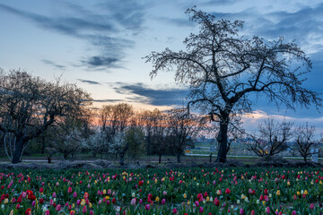 Tulpenfeld im Sonnenaufgang