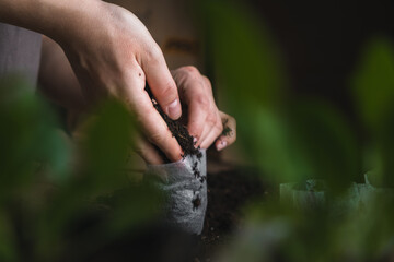 home plant growing concept. human hands transplant seedlings into separate containers with soil. homemade vegetables and herbs