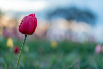 Tulpen, Frühling, Blumen, Blumenfeld, Blumenbeet, blüten, Blütenblätter, bunt, farbenroh,...