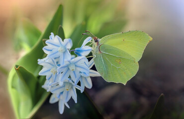 Motyl na kwiatku © Gabriela