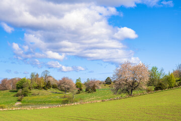 Fototapeta na wymiar Idyllic rolling landscape view in the countryside at spring