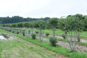 Fototapeta na wymiar Conifer formed plants nursery. Topiary bonsai and niwaki garden trees and shrubs