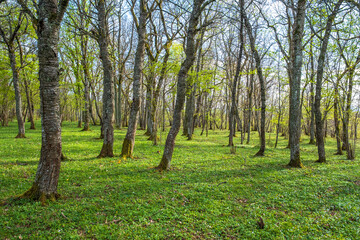 Obraz premium Lush trees in the spring in a forest