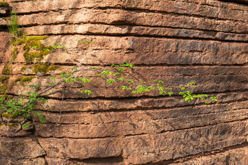 Budding green twig at a crag