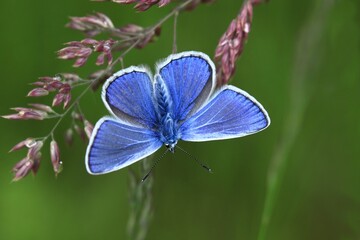 Common blue butterfly sitting on grass blade with green background. Polyommatus icarus © Monikasurzin