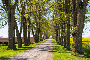 Beautiful tree lined road in the country at spring