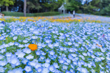 名古屋市港区　ワイルドフラワーガーデン　ブルーボネット　ワイルドフラワーの里　ネモフィラとガゼボ1