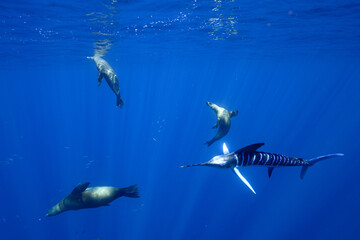ストライプドマーリンとカリフォルニアアシカ