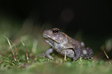 Common toad just metamorphosed