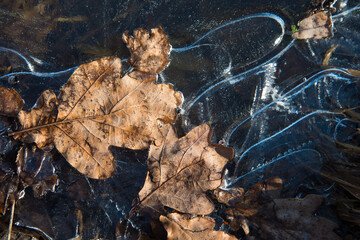 Close-up of yellow leaves in frozen water. Ice with a pattern. Beautiful autumn concept. Natural natural pattern