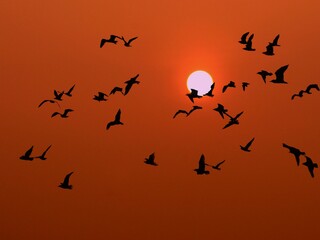 birds on sunset