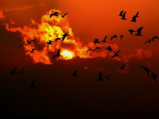 halloween background with bats