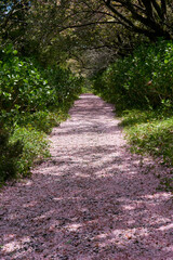 桜の絨毯　八重桜の花びら　秋元牧場