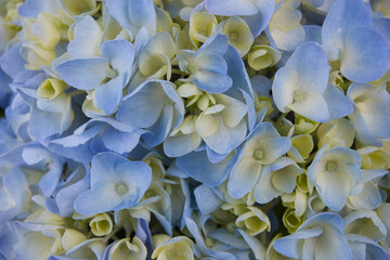 Blue hydrangea Fine Art Floral Natural Textures. Portrait Photo Textures. Digital Studio Background, Best for cute family photos, atmospheric newborn designs Photoshop Overlays.