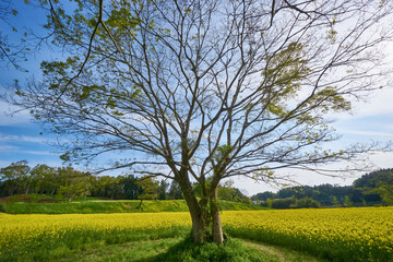 広大な菜の花畑　ミツバチ牧場　市原市
