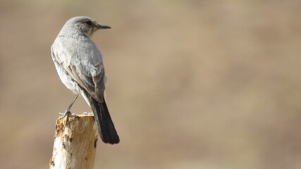 A Bird standing on a branch of a tree, Gray sparrow.