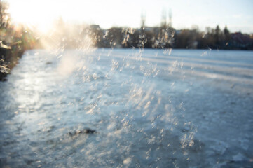 Reed fluff under the sun on the background of a frozen lake