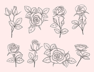 Collection of hand drawn roses. Detailed flowers in engraved style. Sketch of flowers with thorns and leaves. Vector illustration