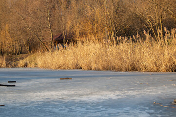 yellow reed on the shore of a blue frozen lake with a background of bare trees