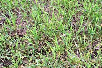 Grain flield with young plants in spring