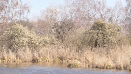 reeds in the lake