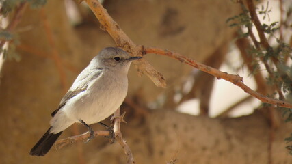 A Bird standing on a branch of a tree, Gray sparrow.